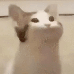 1286239.gif